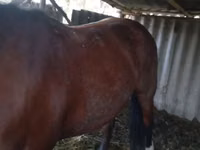 Yegua, Caballos — foto 5