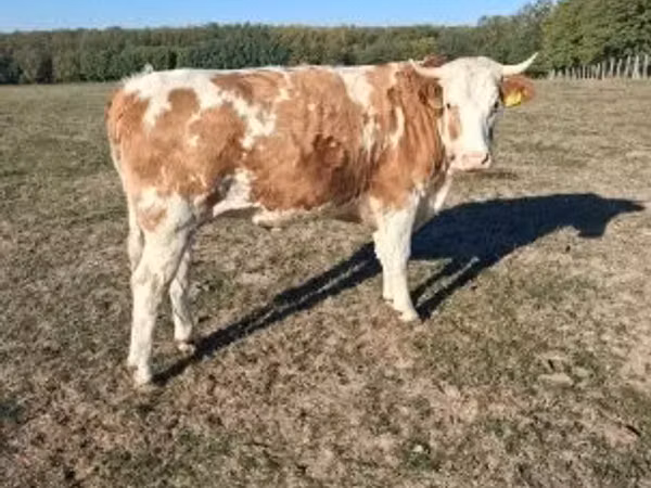 بقرة, French Simmental cattle