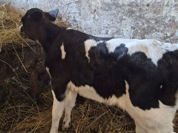بقرة, Russian Black pied cattle