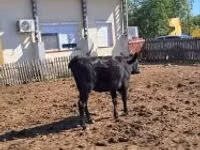 Vaca, Ganado vacuno — foto 4