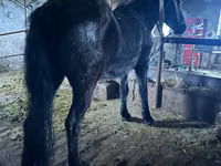 公马, Horses — 照片 2