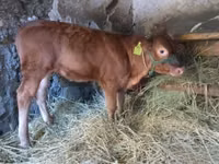 ثور, بقرة ليموزين — الصورة 3