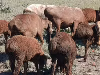 Schaf, Arashan sheep — Foto 3