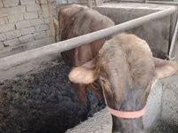 Cattle (batch, sex not specified), Cattle — photo 1
