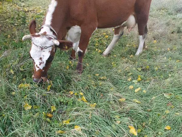 بقرة, Simmental cattle
