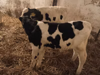 Bulle, Russian Black pied cattle — Foto 4