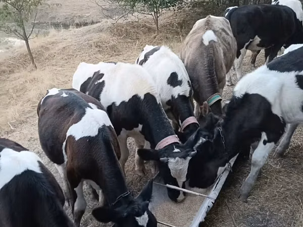 Bulle, Russian Black pied cattle