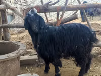 Ямаа, Dagestan coarsewool goat — 4 зураг