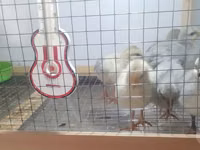 Leghorn — Foto 3