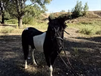خيول (دفعة، الجنس غير محدد), American shetland pony — الصورة 4