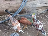 Chickens — 照片 1