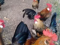 Holländisches Bantam — Foto 3