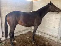 Yegua, Friesian sport horse — foto 1
