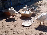 Geese — foto 1