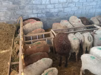نعجة, Beulah Speckled face sheep — الصورة 4