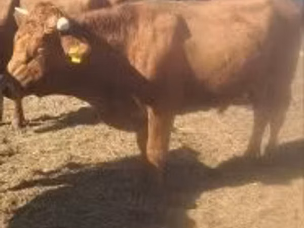 Toro, Vaca Limousin