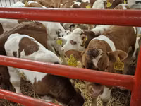 Bull, Simmental cattle — photo 3