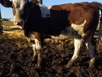 母牛, Simmental cattle — 照片 1