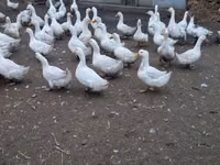 American Pekin — photo 3