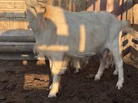 عنزة, Saanen goat — الصورة 1