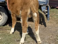 Бух, Simmental cattle — 7 зураг