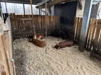 Verro — foto 7