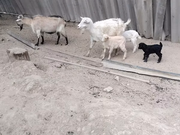 Cabra, Cabras