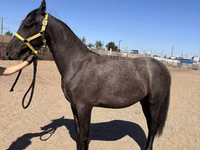 Stute, Friesian — Foto 5