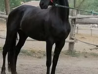 घोड़ी, Friesian — फ़ोटो 1