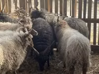 मेढ़ा, Racka sheep — फ़ोटो 2