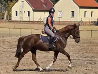 Mare, Hungarian horse breed — photo 2