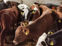 Бух, Simmental cattle — 5 зураг