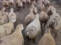 Schaf, Daglıс sheep — Foto 1