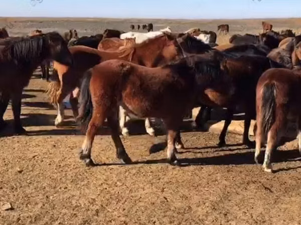 Азаргагүй морь, Horse breed