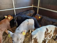 ثور, Simmental cattle — الصورة 4