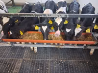Bulle, Russian Black pied cattle — Foto 1