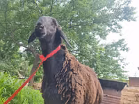 Widder, Blackheaded Persian sheep — Foto 2