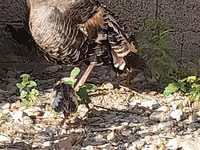 Slovenian Silver Hen — photo 4