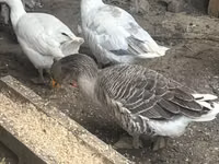 Geese — photo 3