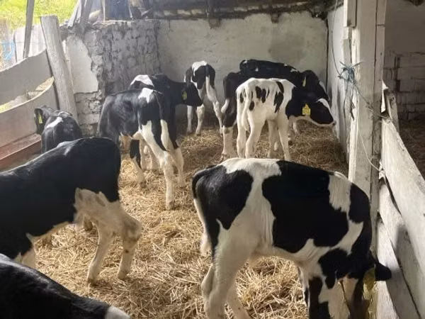 Бух, Russian Black pied cattle