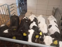 牛只（批次，未指定性别）, Simmental cattle — 照片 6