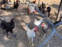 Marans — Foto 6