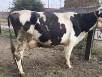 母牛, Holstein breed — 照片 2