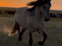 حصان, Bashkir horse — الصورة 1