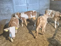 Toro, Simmental cattle — foto 2