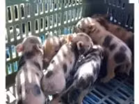 Sow, Pigs — photo 1