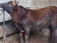 公牛, Cattle — 照片 2