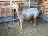 نعجة, Arashan sheep — الصورة 4