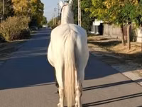 母马, Horses — 照片 2