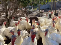 Turkeys — Foto 3